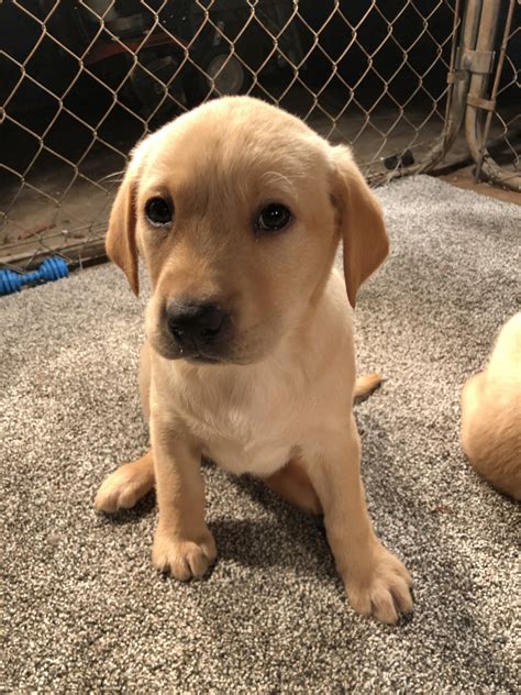 Lab puppies for sale in michigan under dollar300 - 758 Location: Harsens Island, MI We sell the best-tempered, best-looking silver and charcoal Labradors in the state--some say in the nation! These are great dogs for a family pet or … Cute, Adorable AKC Lab Puppies! 475.56 miles Breed: Labrador Retriever 663 Location: Howell, MI Cute, Adorable, AKC Lab Puppies. Born December tenth two thousand ten.